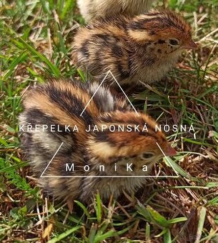 Násadová vajíčka křepelky japonské nosné