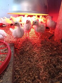 Kohoutci Dekalb White