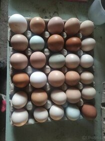 Prodej domácích vajec