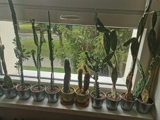 Kaktusy 2