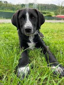 Zoran - štěně 3 měsíce