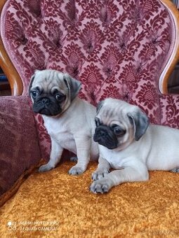 Mops