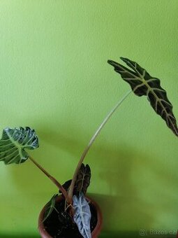 Alocasia