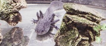 mexický axolotl vodní dráček