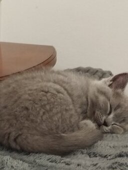 Британські кошенята