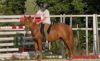Pony kobylka 2022 pony x QH