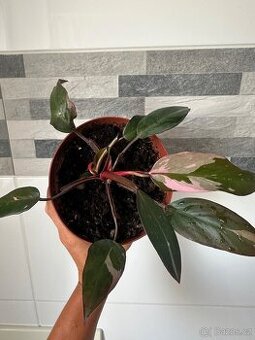 Philodendron Pink Princess, sběratelská rostlina