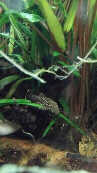 Ancistrus sp.