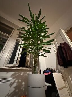 Dracena - dračinec 180 cm vysoká pokojová rostlina
