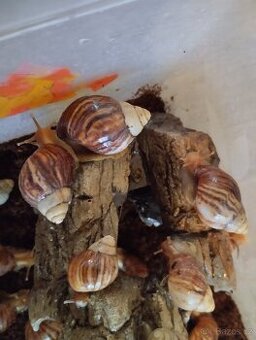 Africký šnek 🐌 - 1
