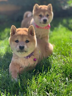 Shiba inu, šteniatka  ❤️