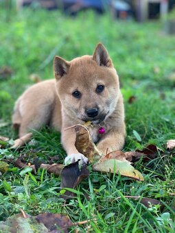 Shiba inu, šteniatka ❤️