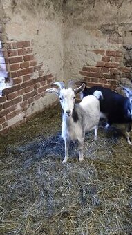 Kašmírské kozy s POP