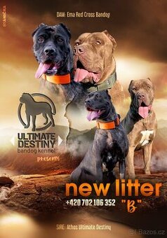 Bandog