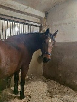 Prodám kobylu Barock Pinto