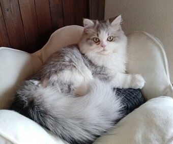 Britský kocourek - Dlouhosrstý