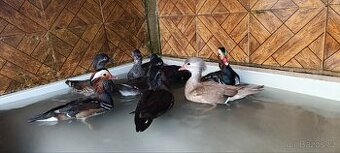 Prodám letošní Kachničky Mandarinké