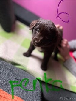 Prodám štěňátka kříženců střední velikosti