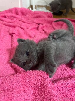 Britské modré kotě