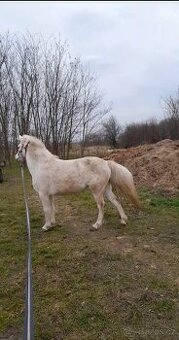 Predam jazdecku welsh pony