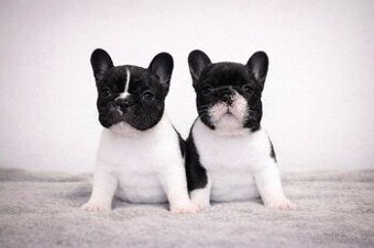 Francouzský buldoček s PP ( FCI )