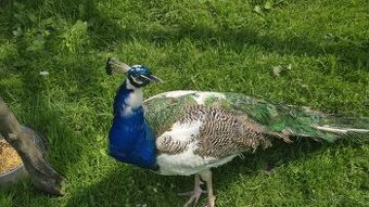 Páv a pávice straky.