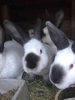 Kalifornský králík