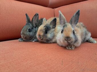 Prodám králíčky, 2 vrhy