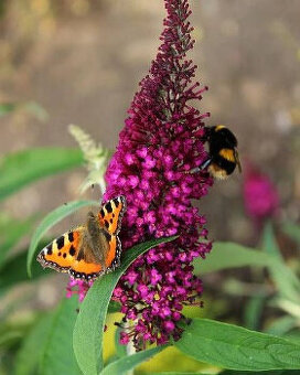 Motýlí keř (jinak i Buddlea, Komule Davidova) - viz text