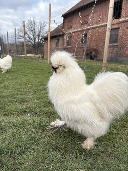 Kohouti hedvábničky