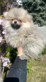 Pomeranian s PP