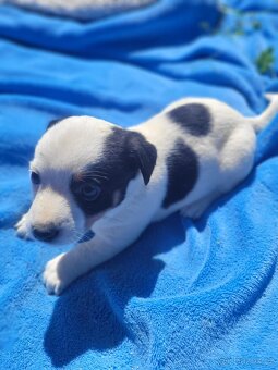 Jack Russel teriér
