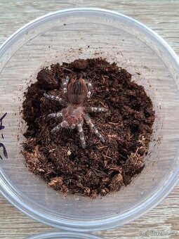 Sklípkani Acanthoscurria geniculata