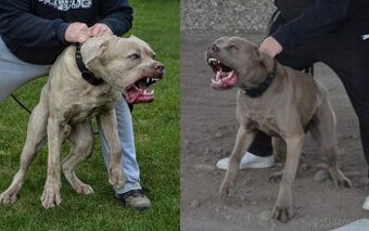Americký BANDOG - 1