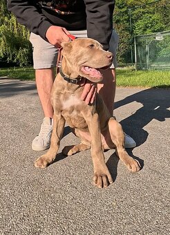 Americký BANDOG