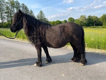 PONY SHETLAND