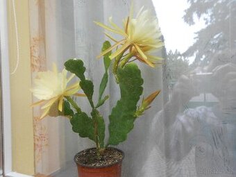 Fylokaktus.
