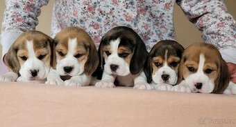 štěňata beagle s PP