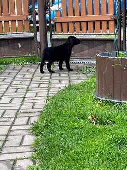 Volná fena labradora bez PP - po zrušené rezervaci