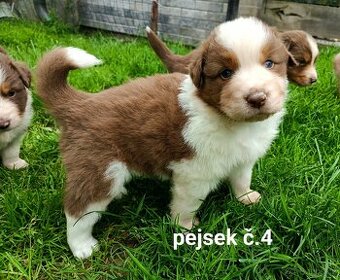 Australský ovčák - štěňata bez PP