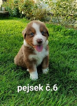 Australský ovčák - štěňata bez PP