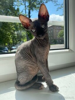 Sphynx