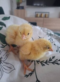 KUŘÁTKA - LEGHORN AMERICKY čistokrevna