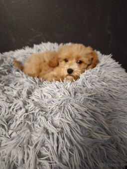 Maltipoo pejsek k odběru