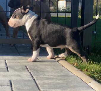 Miniaturní bulteriér