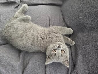 Britská koťata bez PP