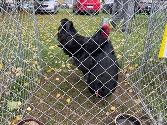 Kohouti Australka velká černá a modrá