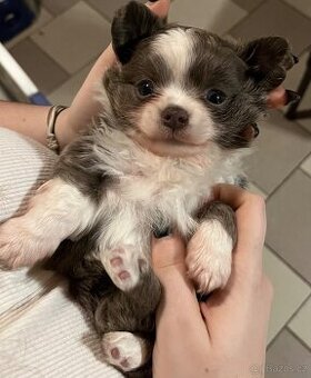 2x dlouhosrstý pejsek s PP FCI, čivava