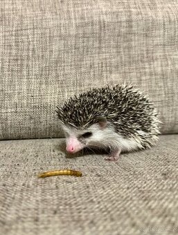 Ježek bělobřichý