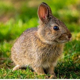 Nabízím bio králíky z domácího chovu